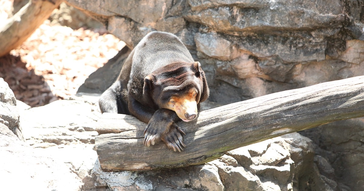 上野動物園おすすめの“調べ学習”のテーマとポイント5